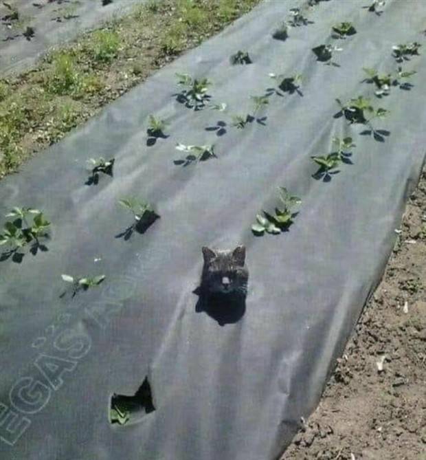 Klyker Picdump #1255 (55 photos)