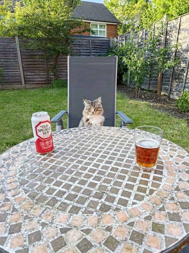 Meanwhile in the UK (28 photos)