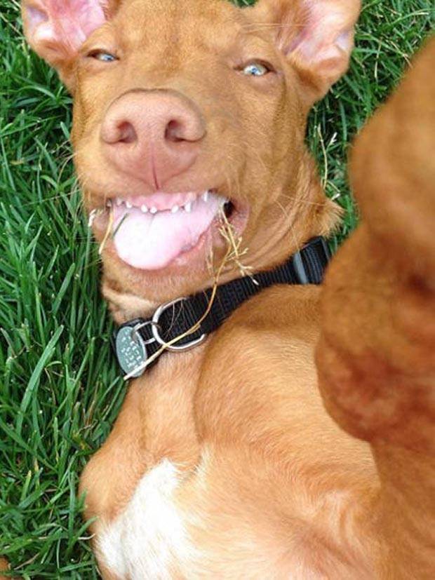 Get Ready for Funny Animals #294 (32 photos)