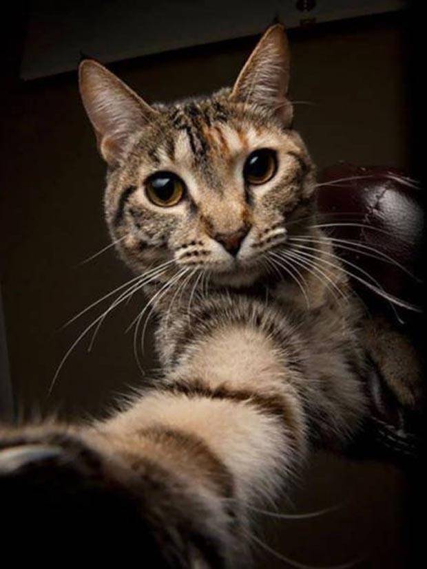 Get Ready for Funny Animals #294 (32 photos)