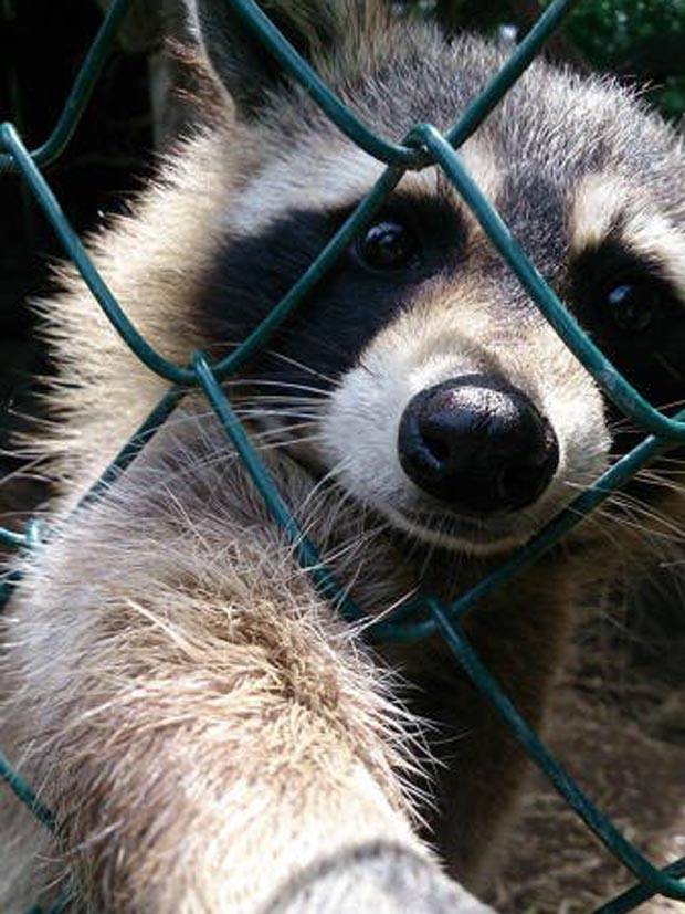 Get Ready for Funny Animals #294 (32 photos)