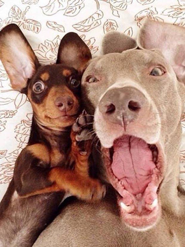 Get Ready for Funny Animals #294 (32 photos)