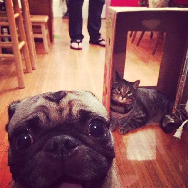 Get Ready for Funny Animals #294 (32 photos)