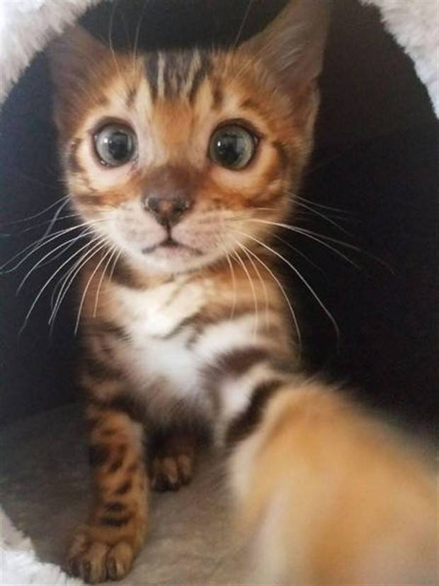 Get Ready for Funny Animals #294 (32 photos)