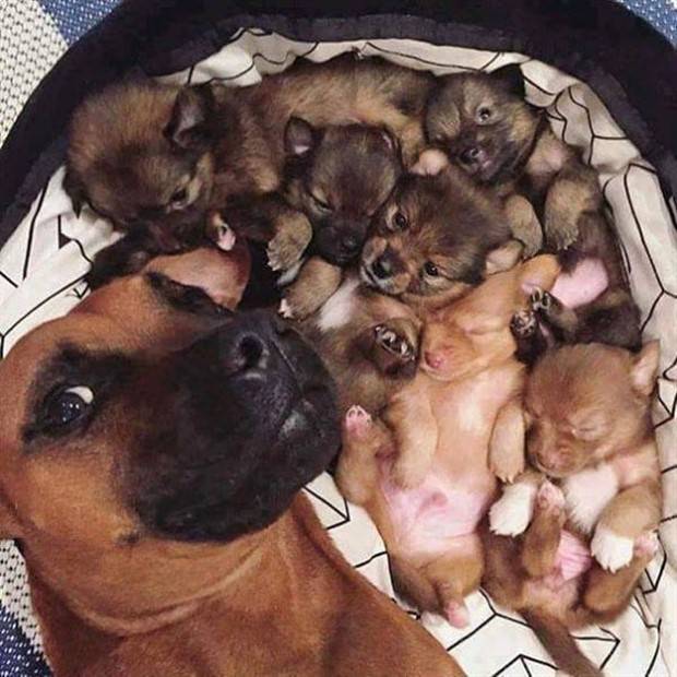 Get Ready for Funny Animals #294 (32 photos)