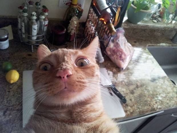 Get Ready for Funny Animals #294 (32 photos)