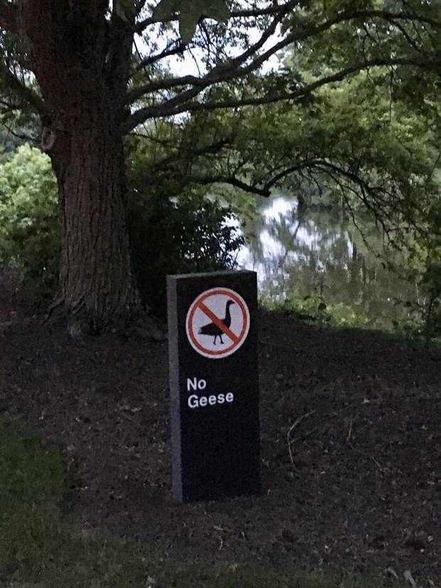 Funny Signs That Will Leave You Perplexed #11 (38 photos)