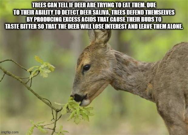 It’s Time for Some Cool and Interesting Facts #340 (43 photos)