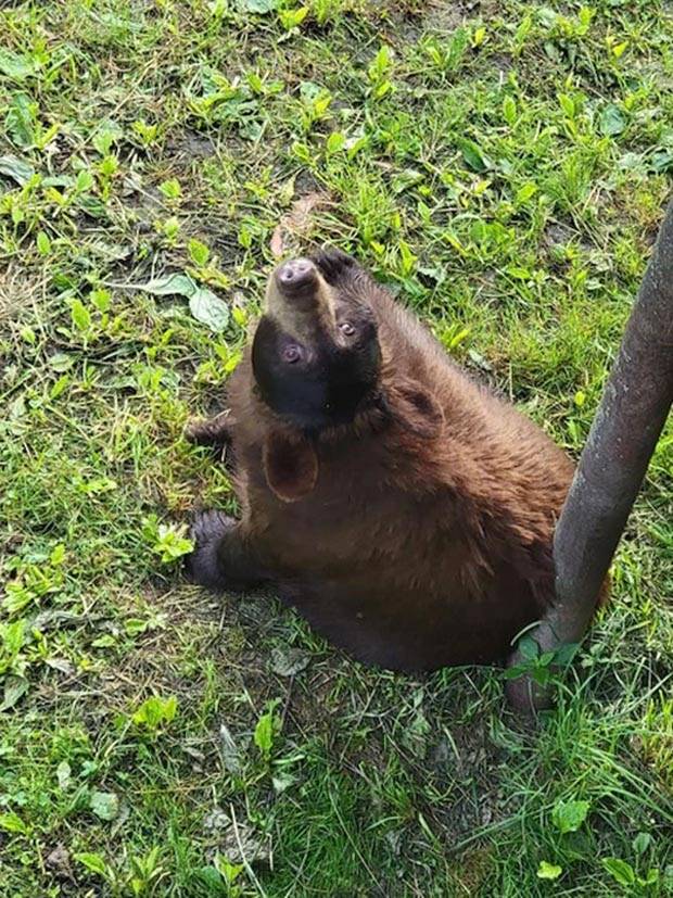 Get Ready for Funny Animals #293 (33 photos)