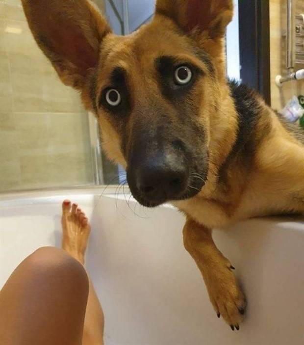 Get Ready for Funny Animals #293 (33 photos)