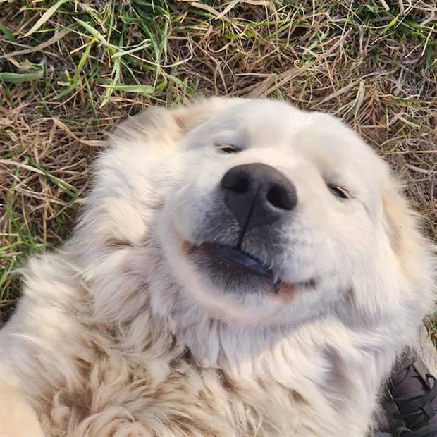 Get Ready for Funny Animals #293 (33 photos)