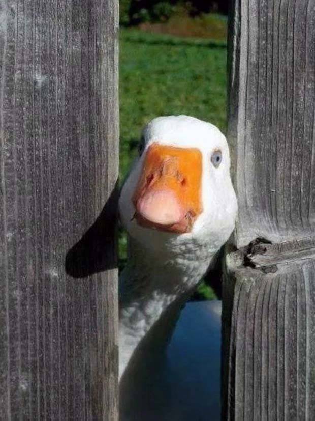 Get Ready for Funny Animals #295 (36 photos)