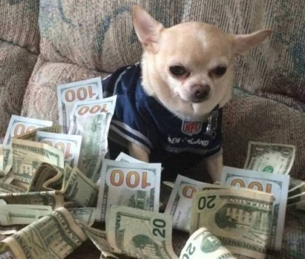 Get Ready for Funny Animals #295 (36 photos)