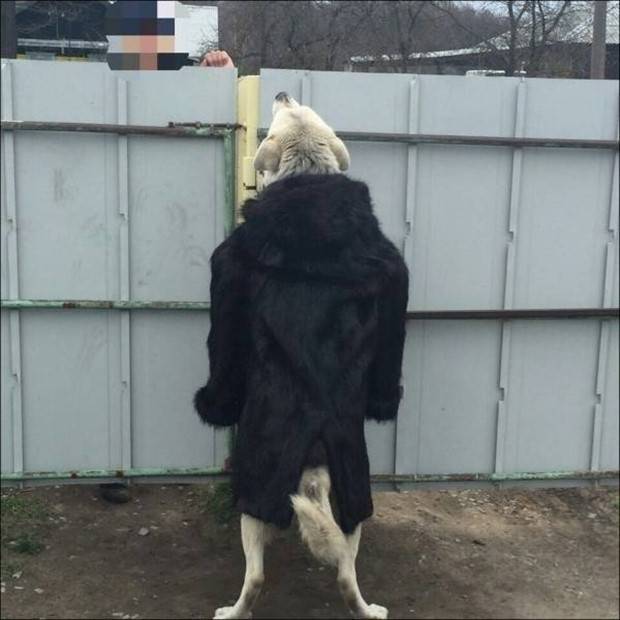 Get Ready for Funny Animals #295 (36 photos)