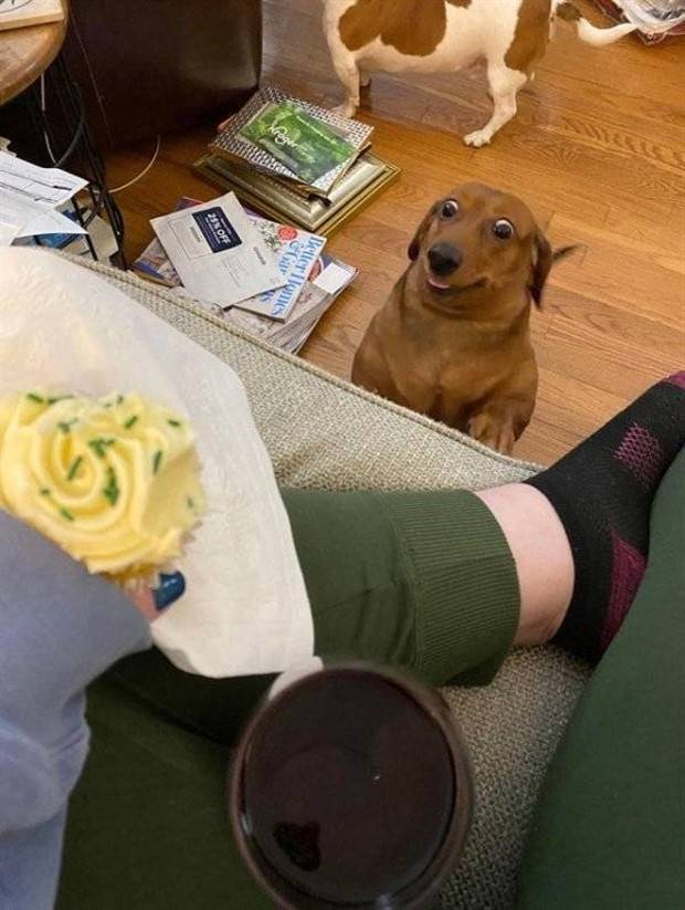 Get Ready for Funny Animals #295 (36 photos)