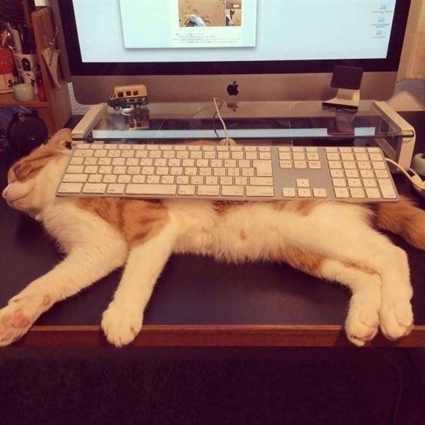 Get Ready for Funny Animals #295 (36 photos)