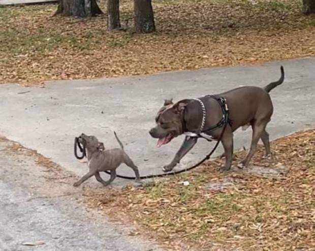 Get Ready for Funny Animals #295 (36 photos)