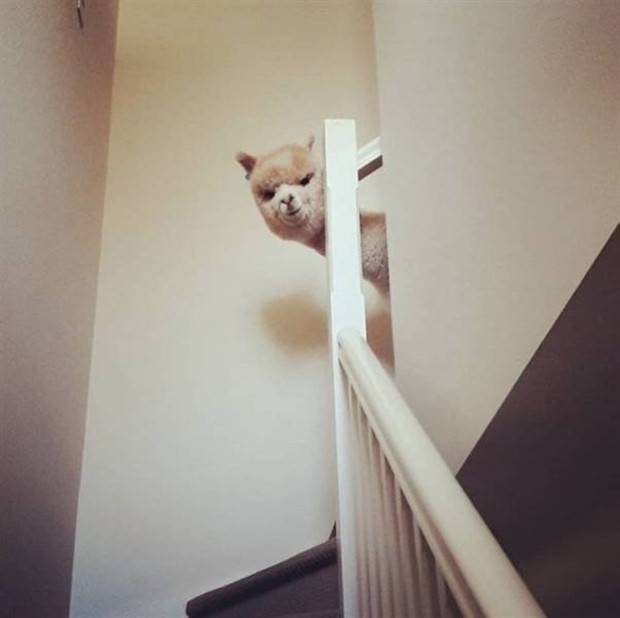 Get Ready for Funny Animals #295 (36 photos)