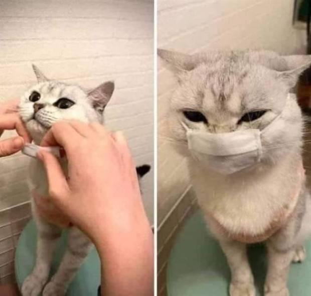 Get Ready for Funny Animals #295 (36 photos)