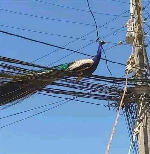 Get Ready for Funny Animals #295 (36 photos)