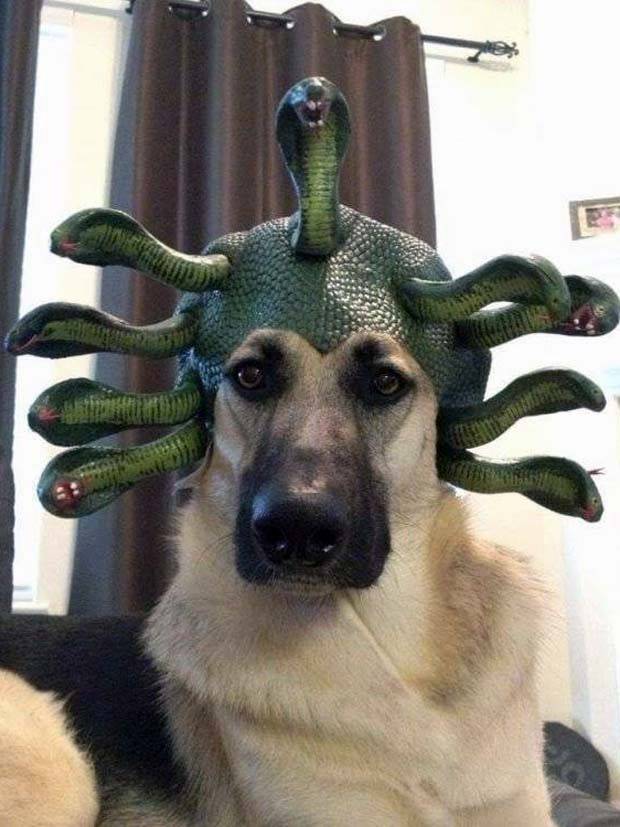 Get Ready for Funny Animals #295 (36 photos)