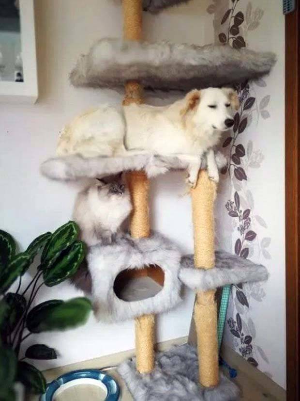 Get Ready for Funny Animals #295 (36 photos)