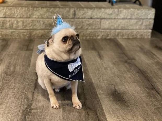 Get Ready for Funny Animals #295 (36 photos)