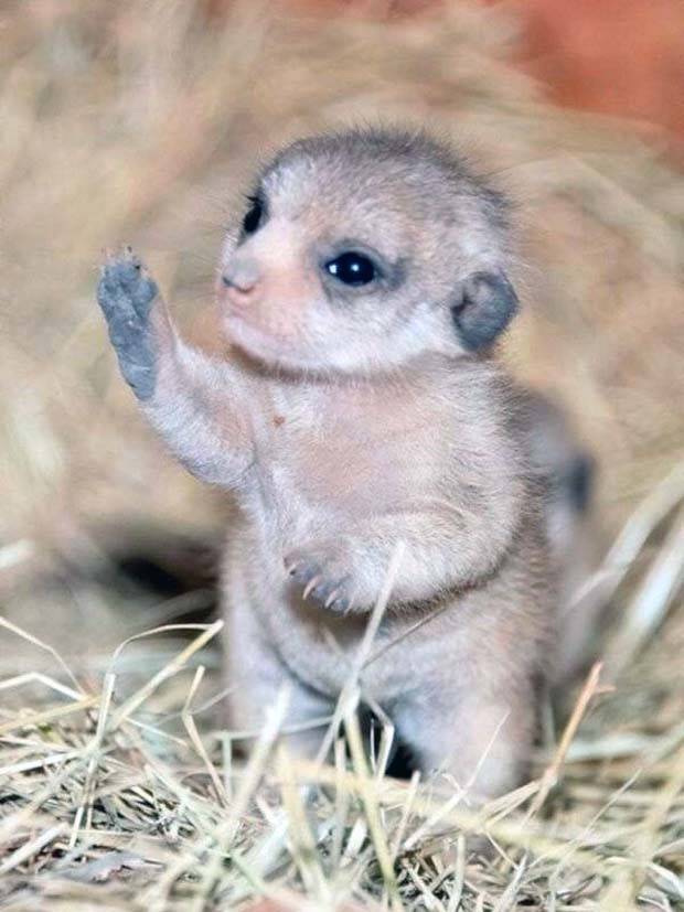 Get Ready for Funny Animals #295 (36 photos)