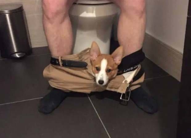 Get Ready for Funny Animals #295 (36 photos)