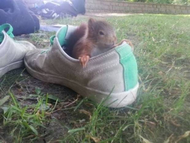 Get Ready for Funny Animals #295 (36 photos)