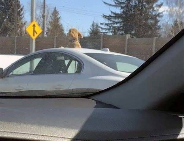 Get Ready for Funny Animals #295 (36 photos)