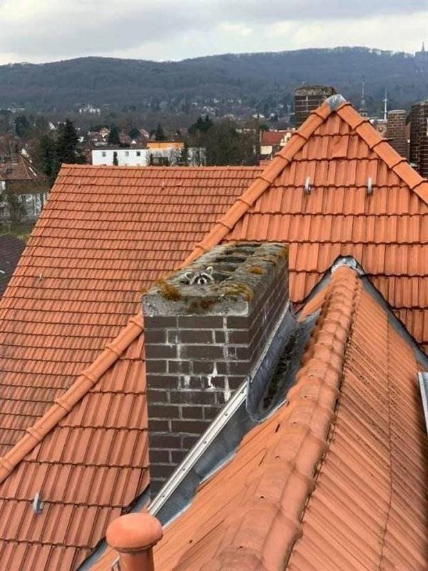 Get Ready for Funny Animals #295 (36 photos)