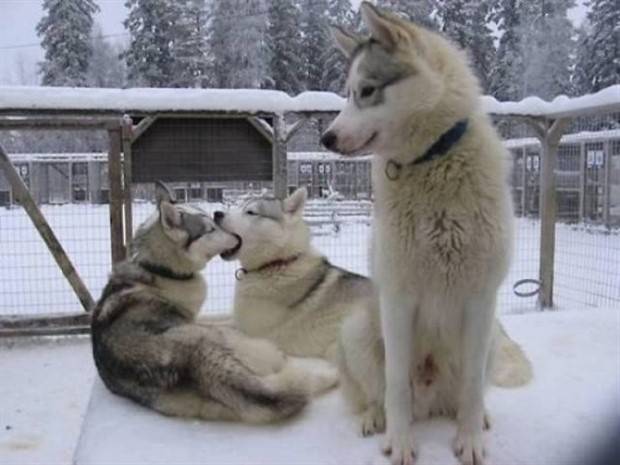 Get Ready for Funny Animals #295 (36 photos)