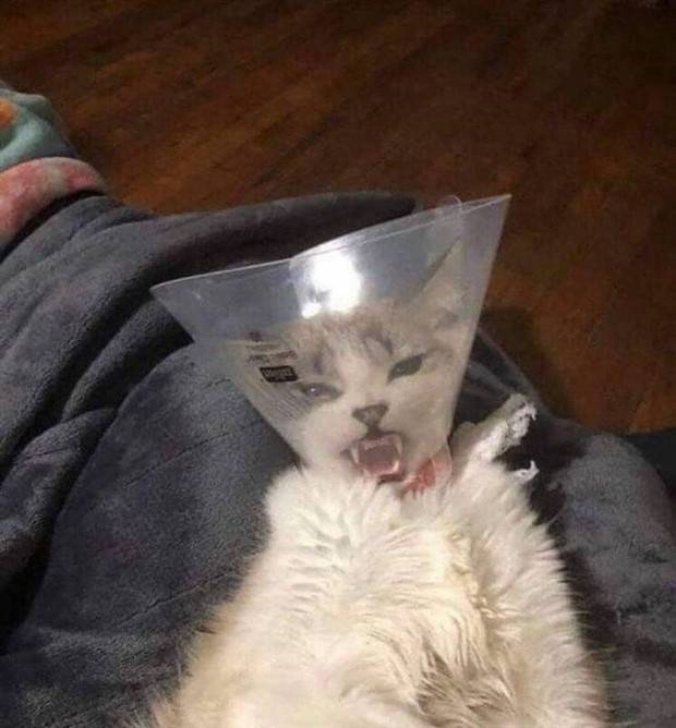 Get Ready for Funny Animals #296 (43 photos)