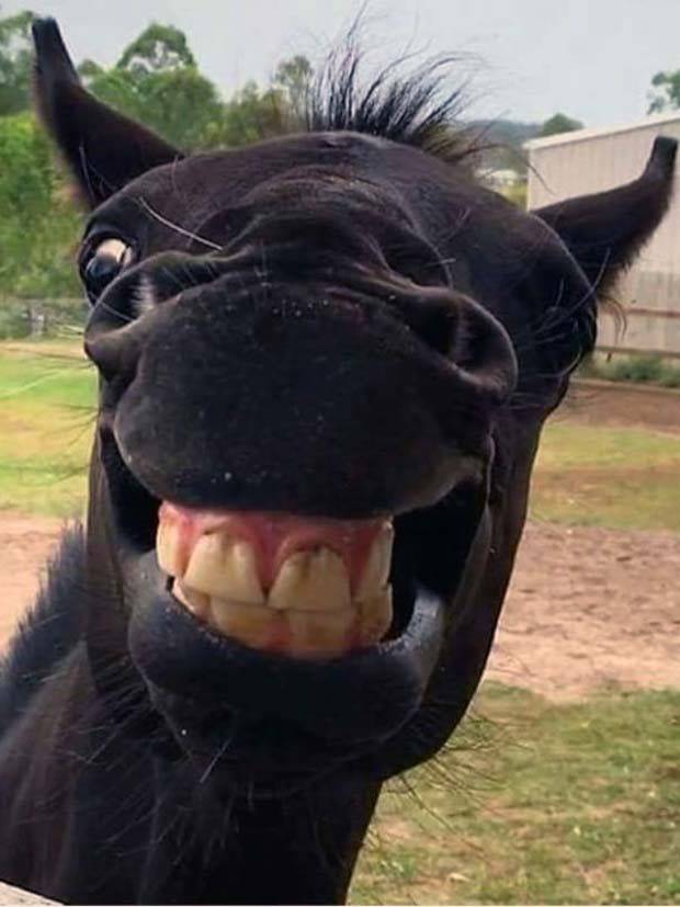 Get Ready for Funny Animals #296 (43 photos)