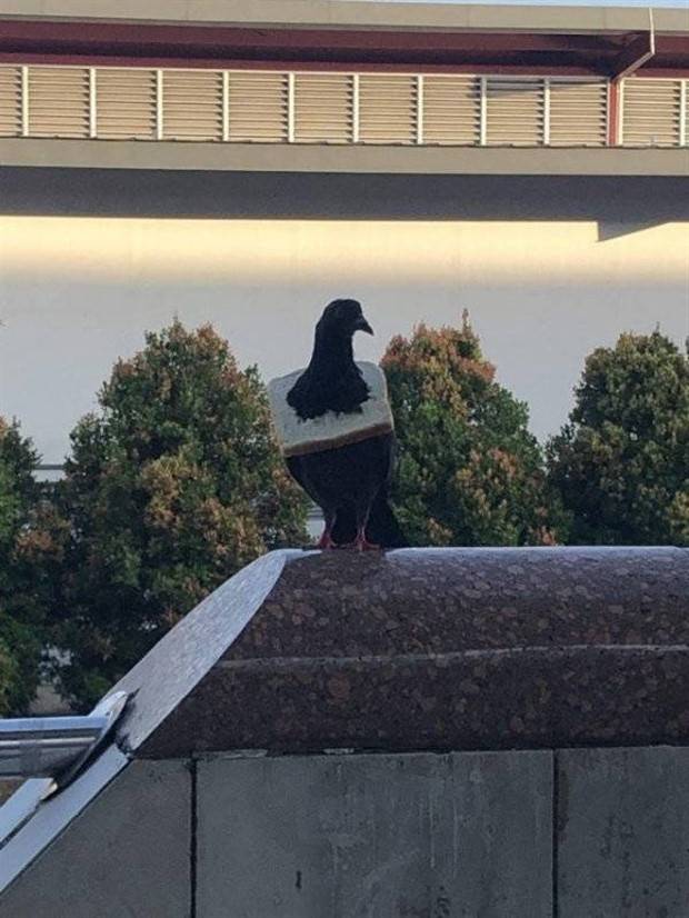 Get Ready for Funny Animals #296 (43 photos)