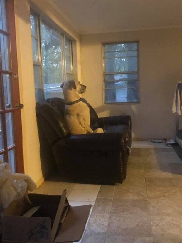 Get Ready for Funny Animals #296 (43 photos)