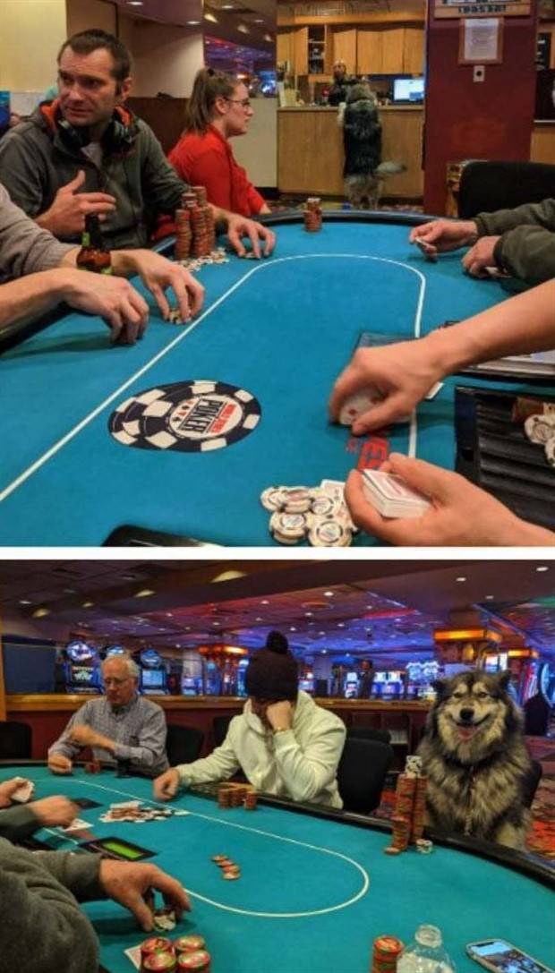 Get Ready for Funny Animals #296 (43 photos)