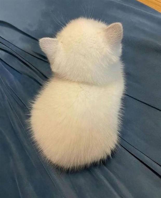 Get Ready for Funny Animals #296 (43 photos)