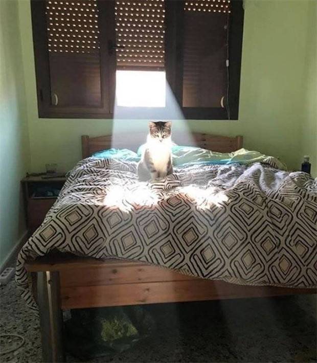 Get Ready for Funny Animals #296 (43 photos)