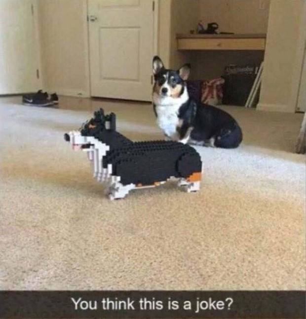 Get Ready for Funny Animals #296 (43 photos)