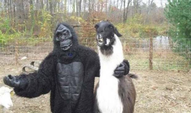 Get Ready for Funny Animals #296 (43 photos)