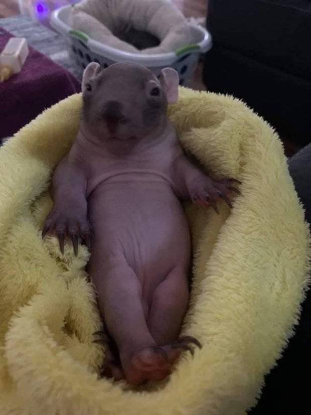 Get Ready for Funny Animals #296 (43 photos)