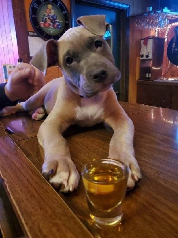 Get Ready for Funny Animals #296 (43 photos)