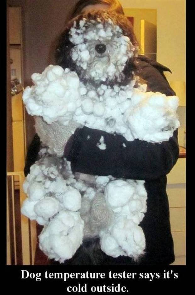 Get Ready for Funny Animals #296 (43 photos)