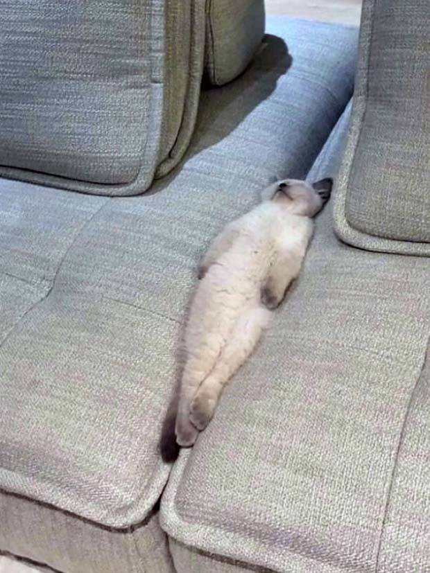 Get Ready for Funny Animals #296 (43 photos)