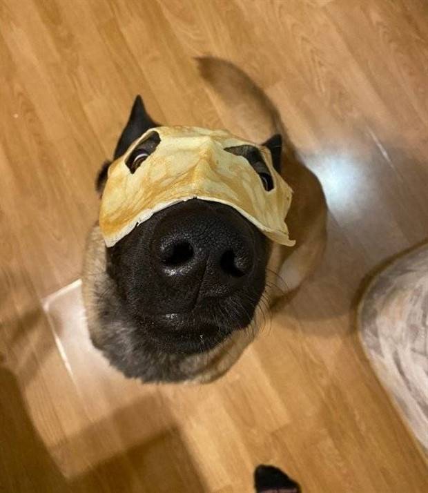 Get Ready for Funny Animals #296 (43 photos)