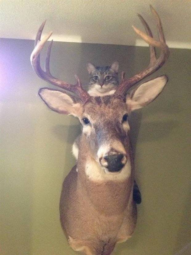 Get Ready for Funny Animals #296 (43 photos)