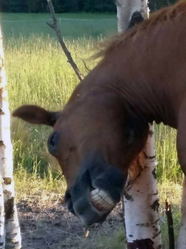 Get Ready for Funny Animals #296 (43 photos)