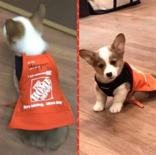 Get Ready for Funny Animals #296 (43 photos)